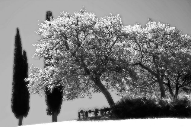 Paisaje toscano Nature Black and White (Digital)