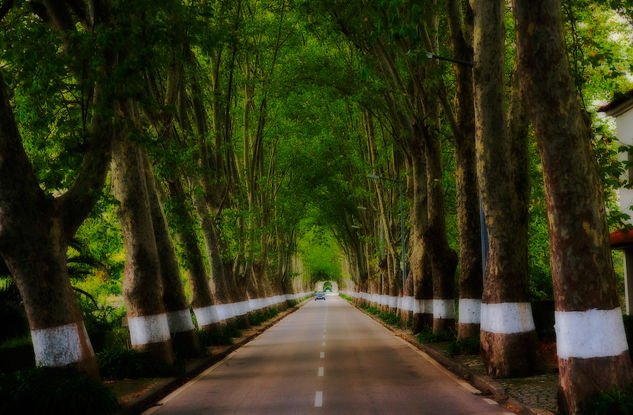 Tunel de arboles Naturaleza Color (Digital)