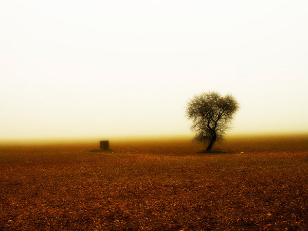 Arbol en la niebla Naturaleza Color (Digital)