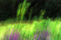 Primavera