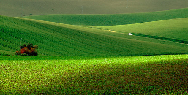 Campos verdes Naturaleza Color (Digital)