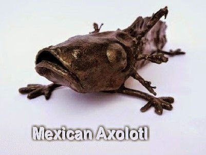 Axolotl Metal Figurative