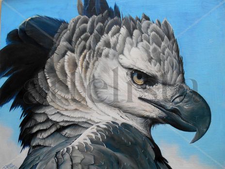Águila harpía