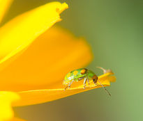 Insecto , flor...