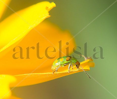 Insecto , flor...
