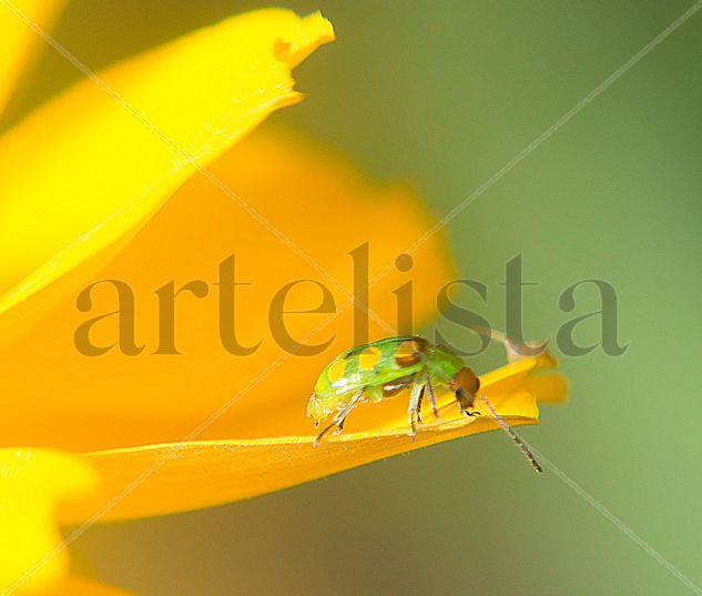 Insecto , flor amarilla Naturaleza Color (Digital)