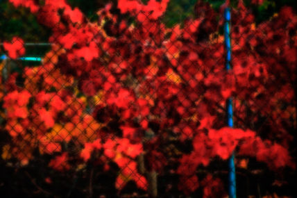 Colores 55