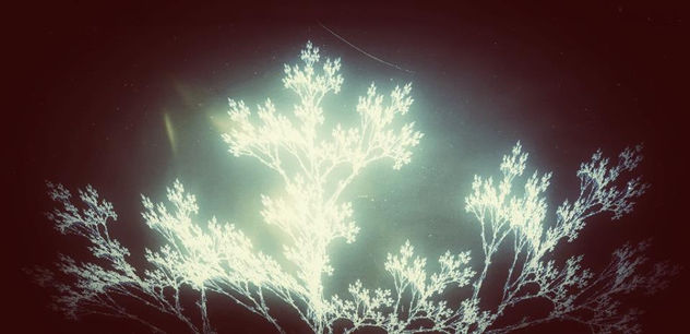 tree of light