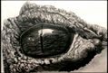 ojo de cocodrilo