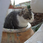 Minino thumbnail 2