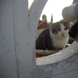 Minino thumbnail 1