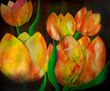 Tulipanes 1