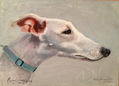 Galgo, cabeza blanca,mascotas,perros,retratos,cuadros,pintura,oleo,