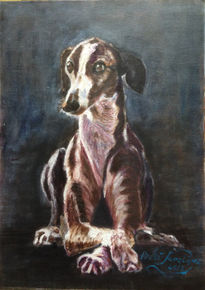 Galgo,...