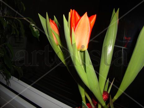 Tulipanes en la...