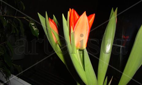 Geomeria floral