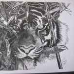 ANIMALES thumbnail 1