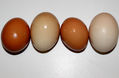 SIMPLEMENTE HUEVOS