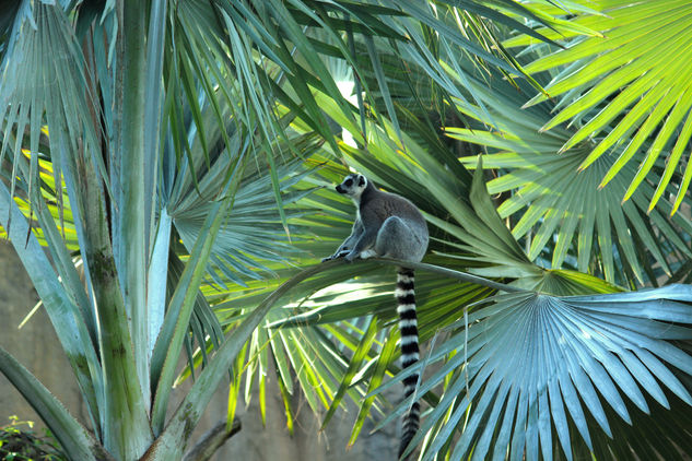 LEMUR Nature Color (Digital)