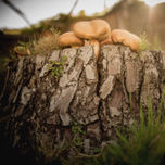 Arboles thumbnail 2
