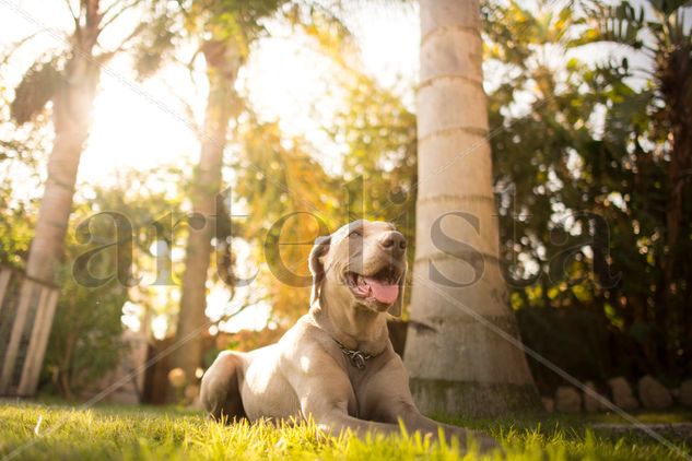 Weimaraner Otras temáticas Color (Digital)