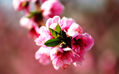 flor de almendro