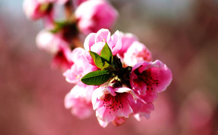 Flor de almendro