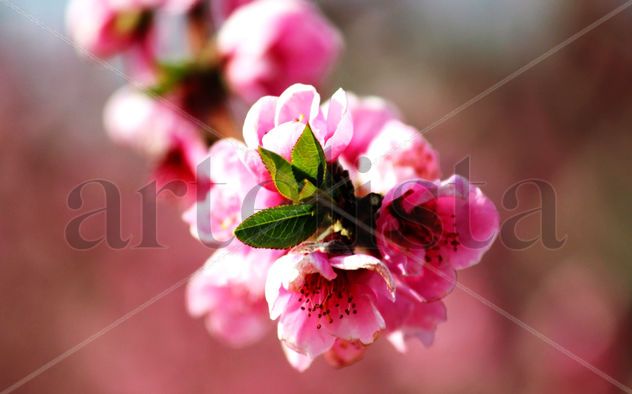 flor de almendro