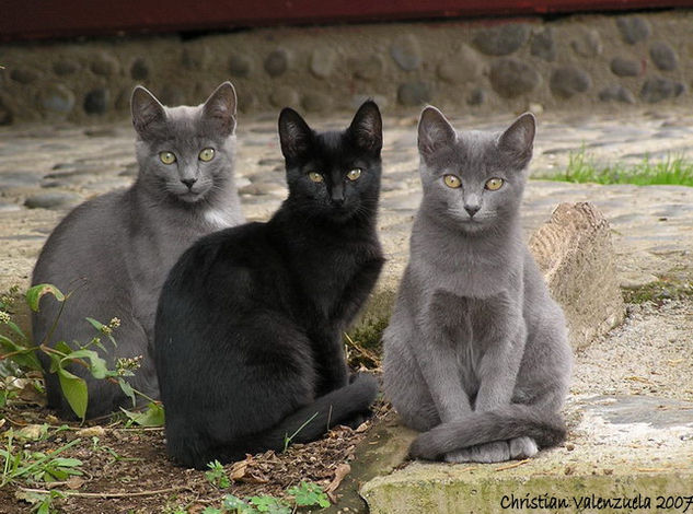 Los tres hermanos Nature Color (Digital)