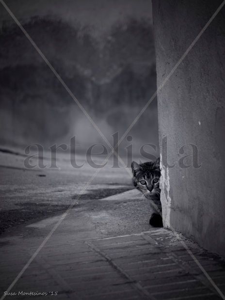 Gato escondido