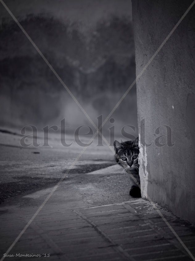 Gato escondido