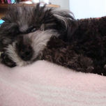 Shely thumbnail 2