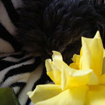 Shely thumbnail 1