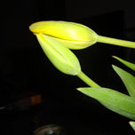 Geomeria floral thumbnail 2