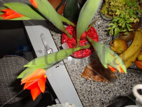 Rojos tulipanes