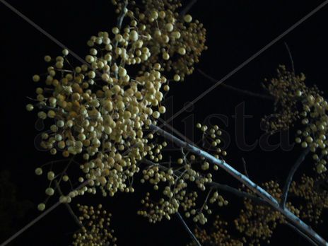 Contraste nocturno