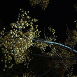 Geometría floral thumbnail 1