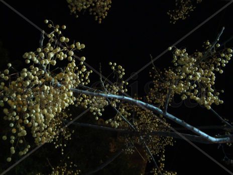 Contraste nocturno, 2