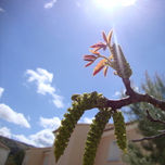 Geomeria floral thumbnail 1