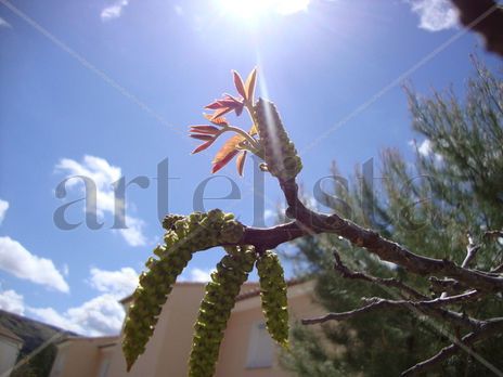 Flor de nogal