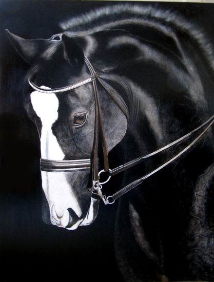 Equus1 Acrylic Panel Animals