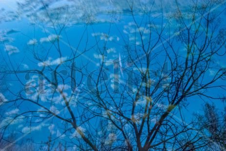 Bosque azul