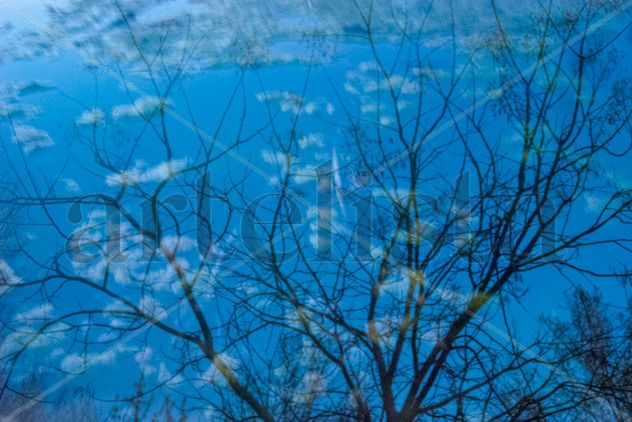 Bosque azul