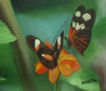 mariposas