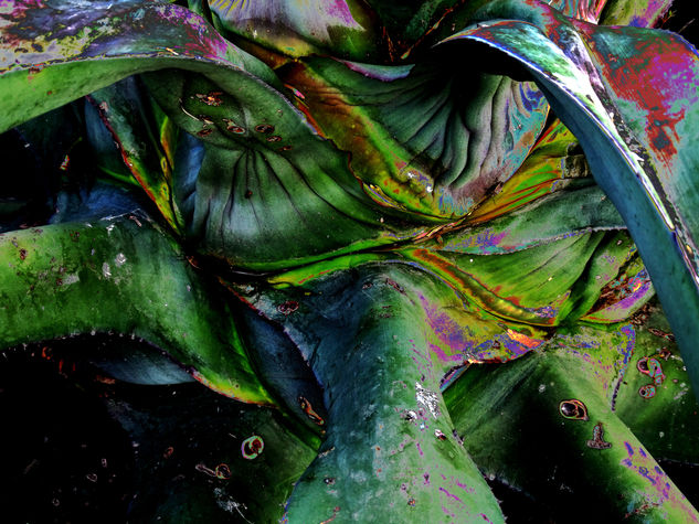 MAGUEY Conceptual/Abstracto Color (Digital)