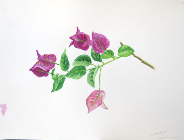 Bunganvillia Watercolour Paper Floral Painting