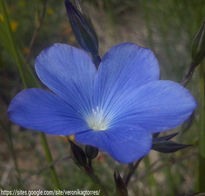 Flor de lli