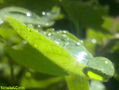 la gota