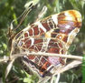 Papallona