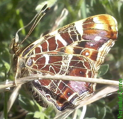 Papallona